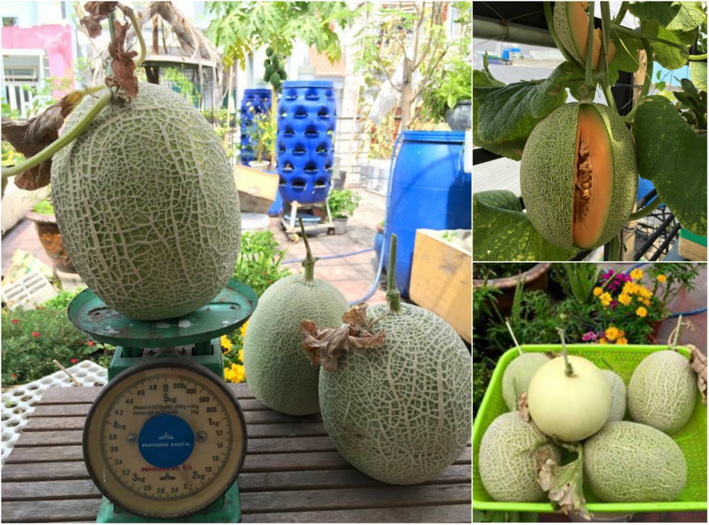 san thuong 80m2 phu kin rau qua khien bao nguoi mo uoc