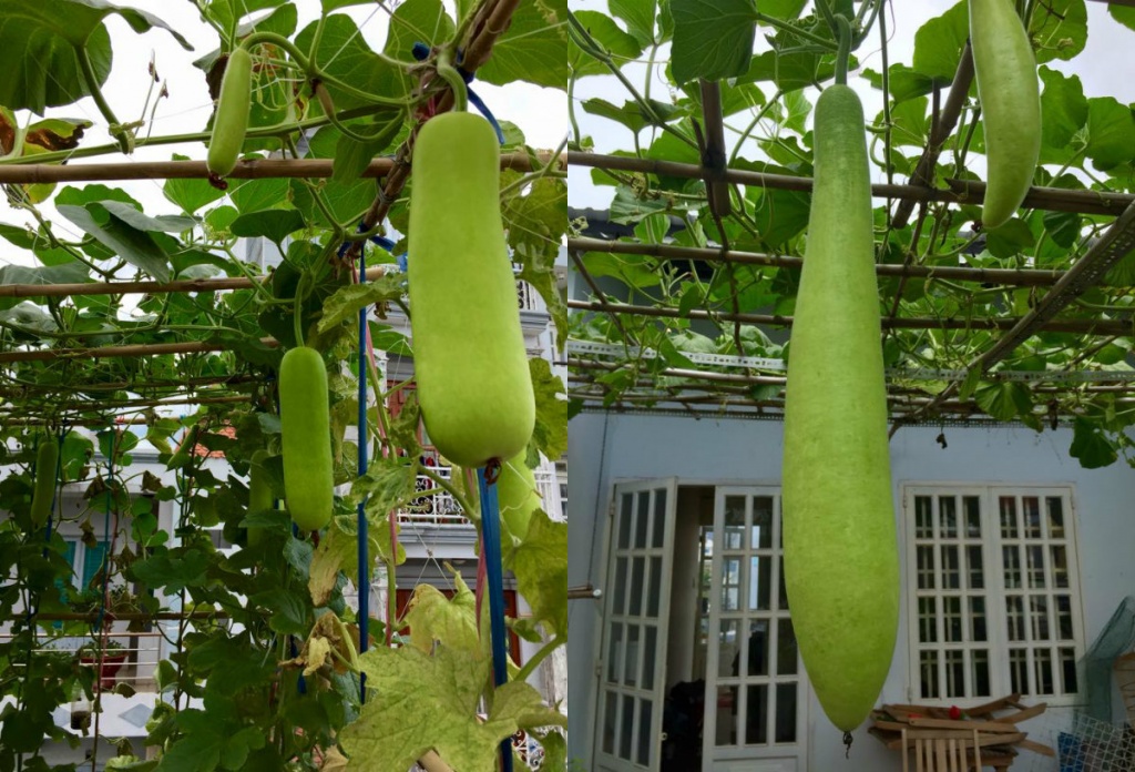 san thuong 80m2 phu kin rau qua khien bao nguoi mo uoc