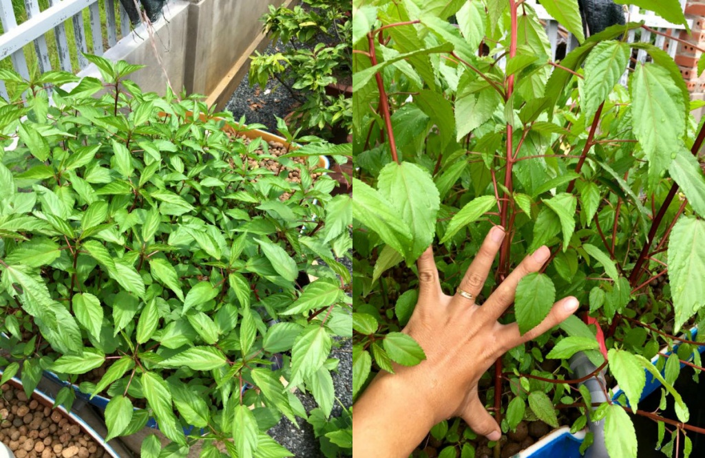 san thuong 80m2 phu kin rau qua khien bao nguoi mo uoc