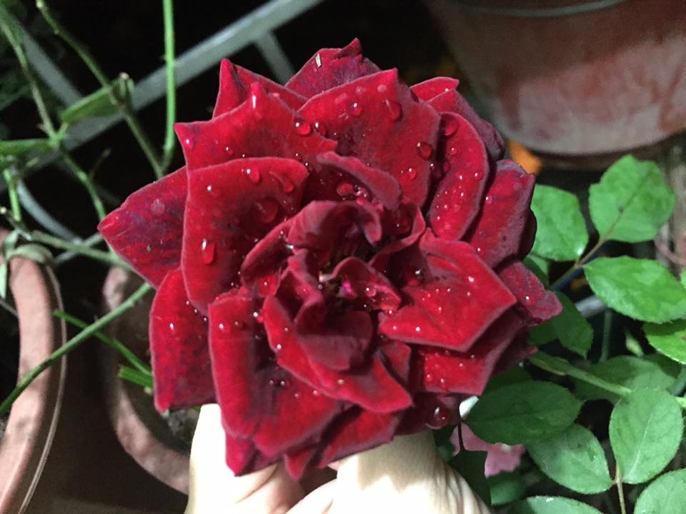 chiem nguong ban cong ruc ro voi du loai hoa hong ngoai cua ba me dam o thanh hoa