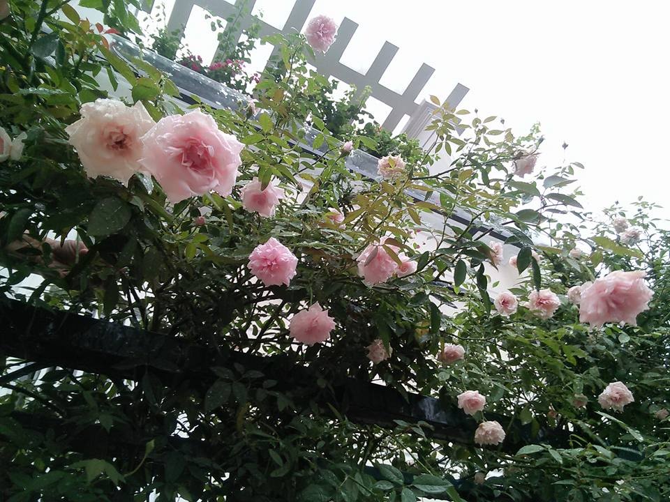 ngay nha giao viet nam ghe tham vuon hong khoe sac ruc ro cua cac co giao yeu hoa
