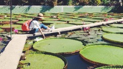 Về Đồng Tháp, ghé thăm ngôi chùa Lá Sen độc đáo