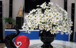 Mùa cúc họa mi đến rồi, mách bạn những cách trang trí cho ngôi nhà thêm đẹp