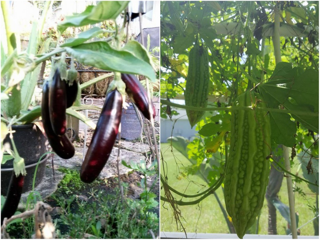 khu vuon ron rang hoa la cay trai sum sue cua me vet o my
