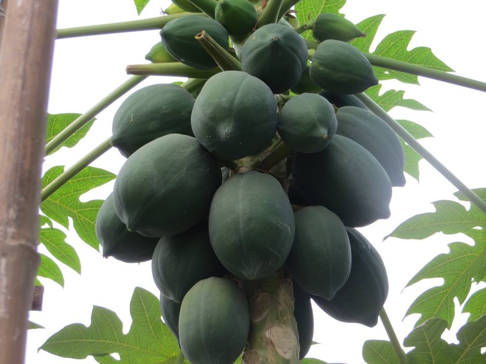 phu nu sau sinh an gi de co nhieu sua cho con bu