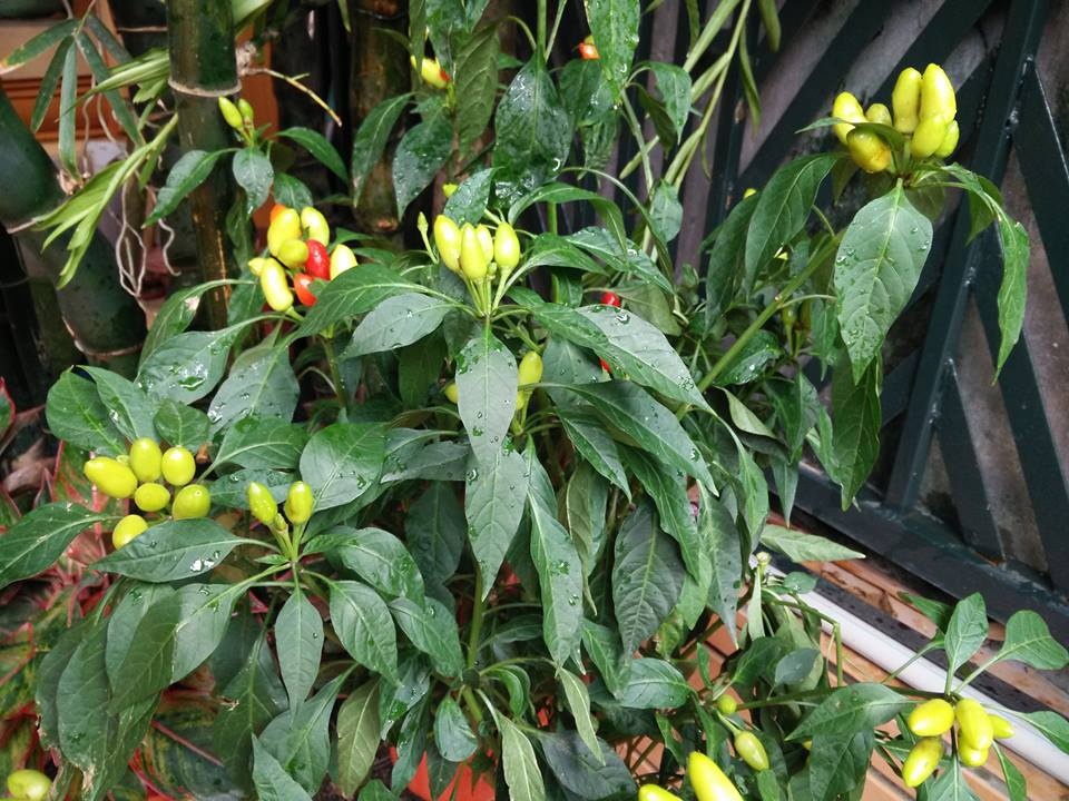 san thuong phu kin rau qua sach cua co giao truong chuyen