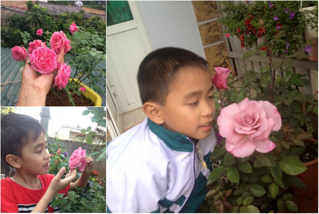 tron mat voi san thuong hoa hong thi nhau dua sac cua co giao tieu hoc o lai chau