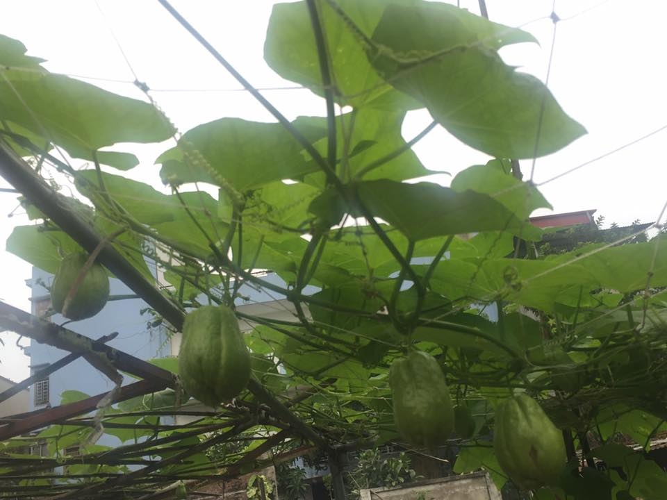 ong bo dam trong rau sach tren san thuong phuc vu vo con