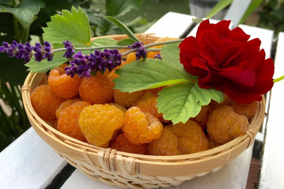 choang ngop truoc vuon cay trai hai moi tay khong het qua cua me viet o ha lan