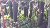 nam moi den tham vuon hong nghin goc ruc ro toa sac huong o tp thai nguyen