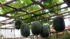 Giàn bí trồng trong chậu' nặng muốn sập' của gia đình ở Hà thành