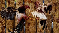 Bên trong những sới gà hút khách ở Cuba