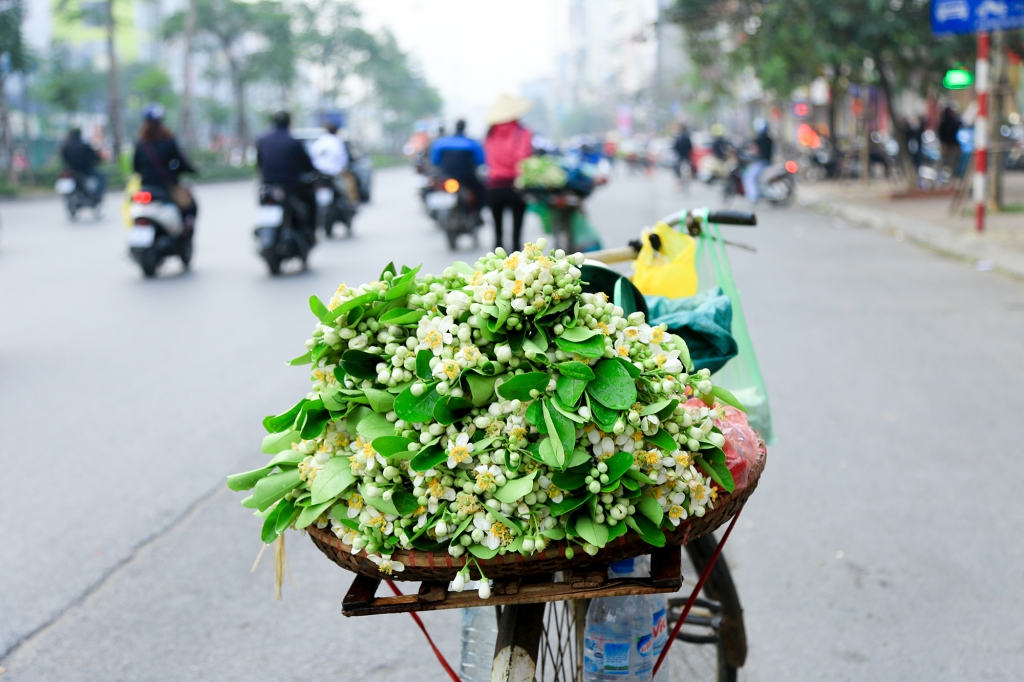 ha noi trang tinh khoi thom ngao ngat nhung ganh hoa buoi dau mua