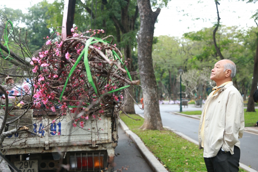 dien mao 150 cay hoa anh dao chuan bi duoc ra mat nguoi dan ha noi