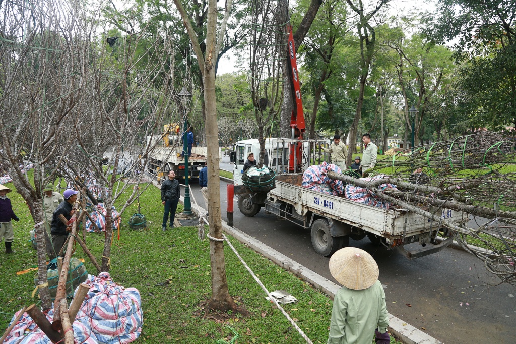 dien mao 150 cay hoa anh dao chuan bi duoc ra mat nguoi dan ha noi