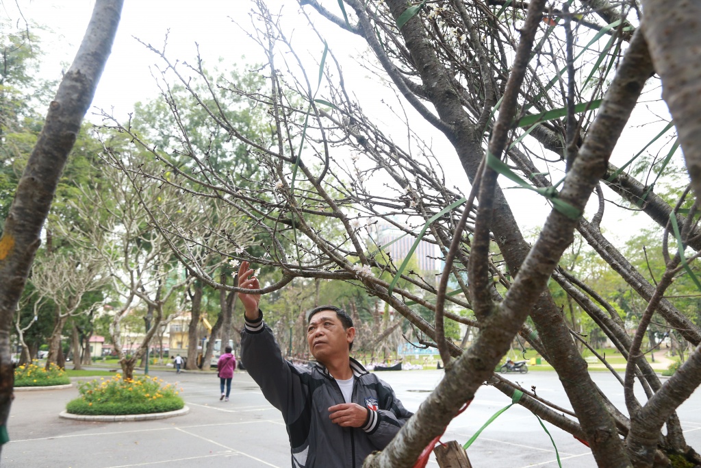dien mao 150 cay hoa anh dao chuan bi duoc ra mat nguoi dan ha noi