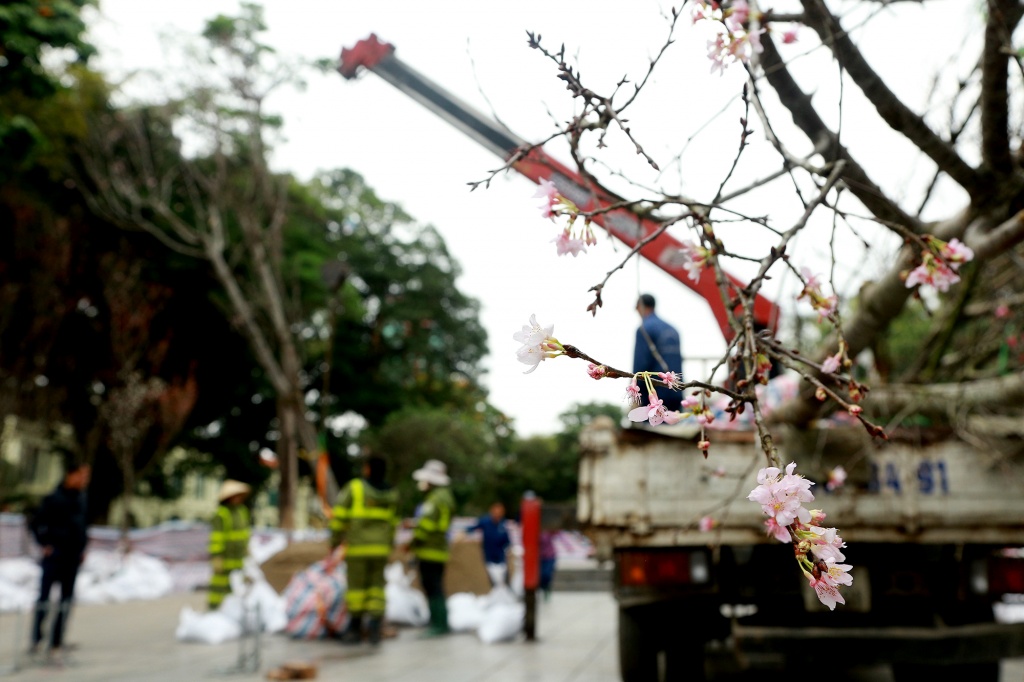dien mao 150 cay hoa anh dao chuan bi duoc ra mat nguoi dan ha noi