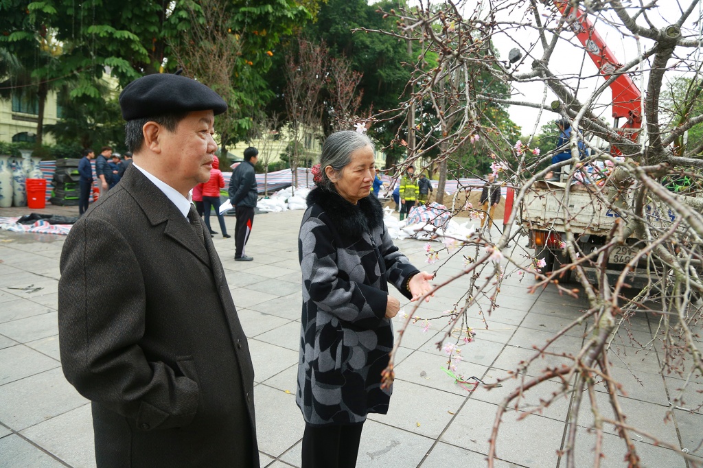 dien mao 150 cay hoa anh dao chuan bi duoc ra mat nguoi dan ha noi