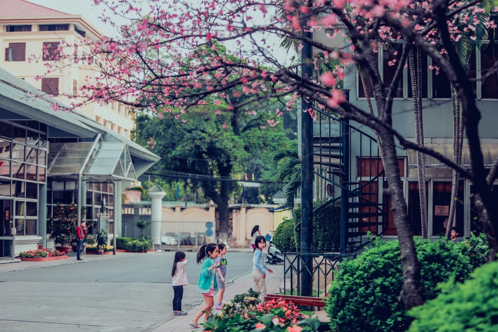 hinh anh hiem gap ve nhung cay hoa anh dao no tu nhien tai ha noi
