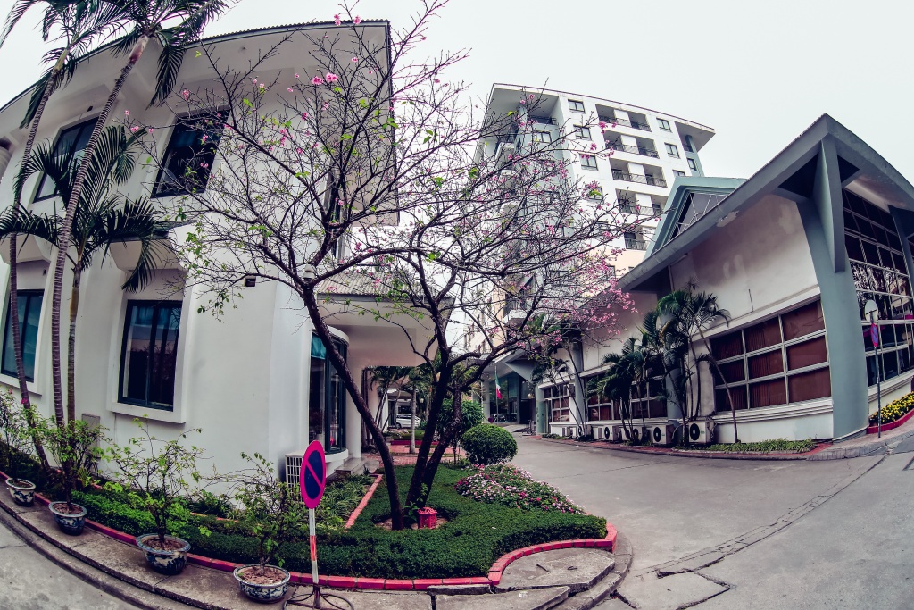 hinh anh hiem gap ve nhung cay hoa anh dao no tu nhien tai ha noi