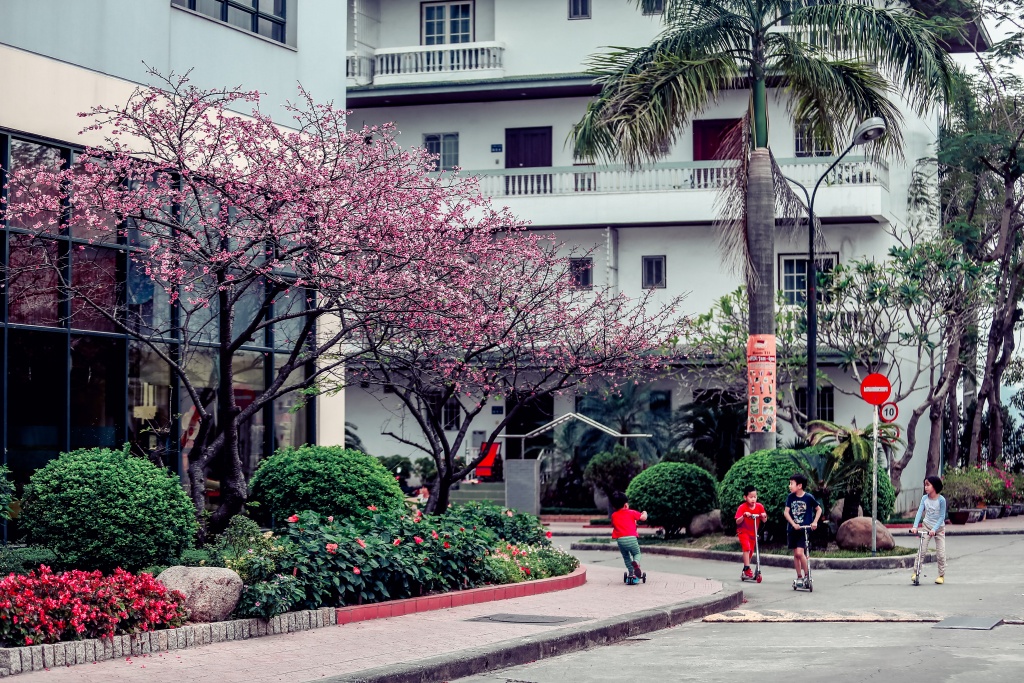 hinh anh hiem gap ve nhung cay hoa anh dao no tu nhien tai ha noi