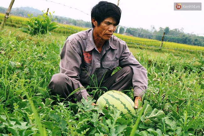 ha noi giai cuu 20 tan dua hau ung ho nong dan quang ngai
