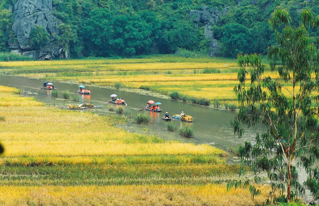 man nhan voi ve dep ruc ro tam coc mua vang lua chin