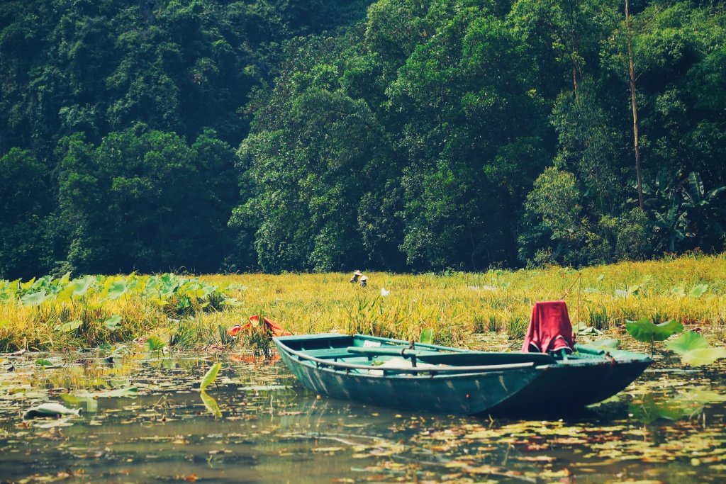 man nhan voi ve dep ruc ro tam coc mua vang lua chin