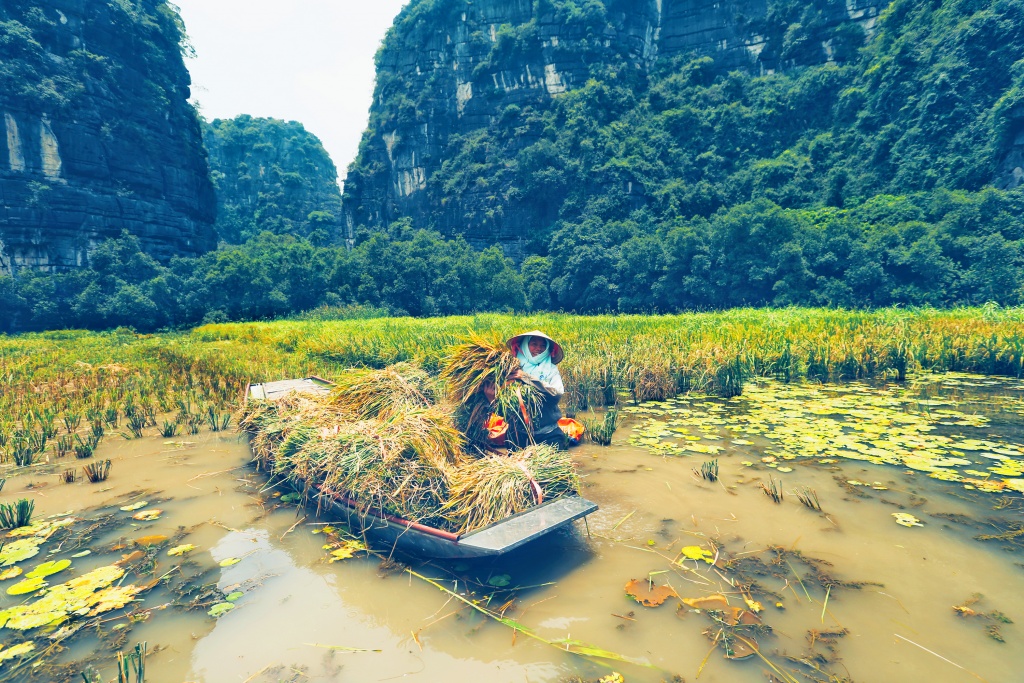 man nhan voi ve dep ruc ro tam coc mua vang lua chin