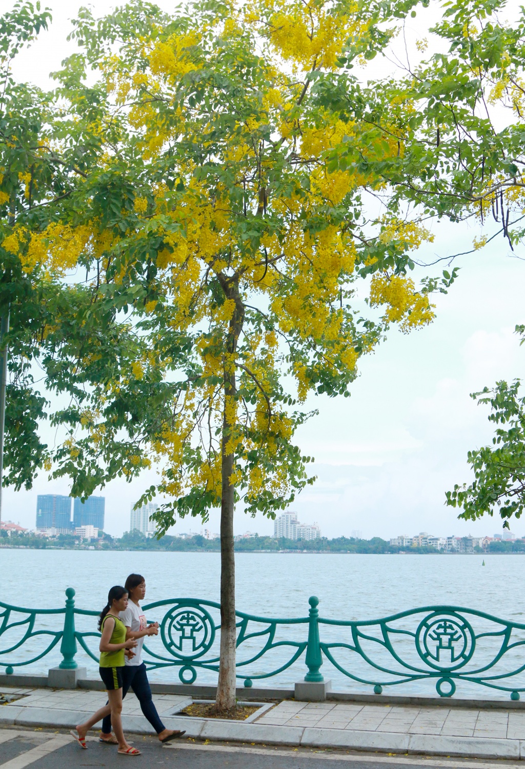 ngan ngo mua muong hoang yen nhuom vang ha noi