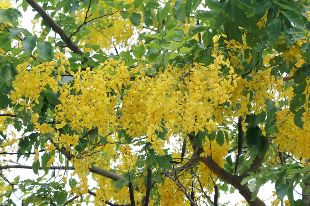 ngan ngo mua muong hoang yen nhuom vang ha noi