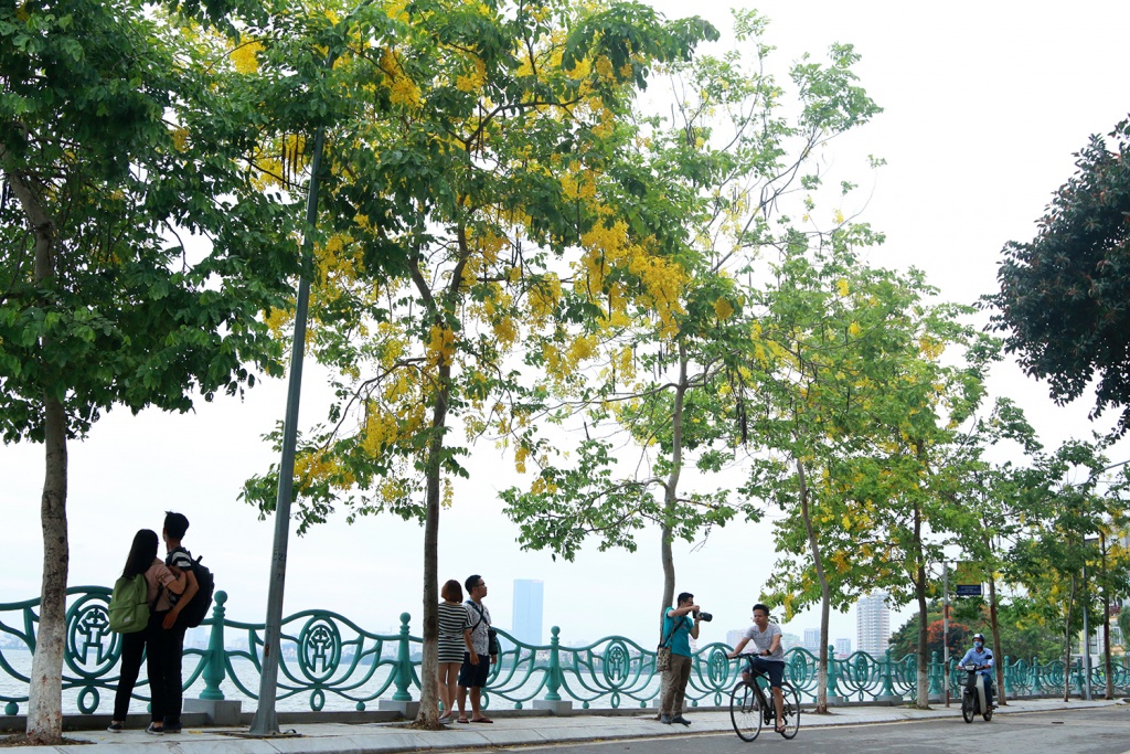 ngan ngo mua muong hoang yen nhuom vang ha noi