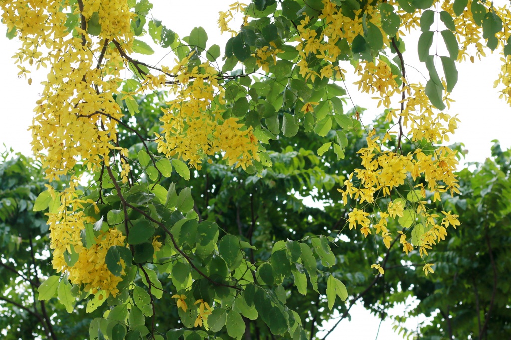 ngan ngo mua muong hoang yen nhuom vang ha noi