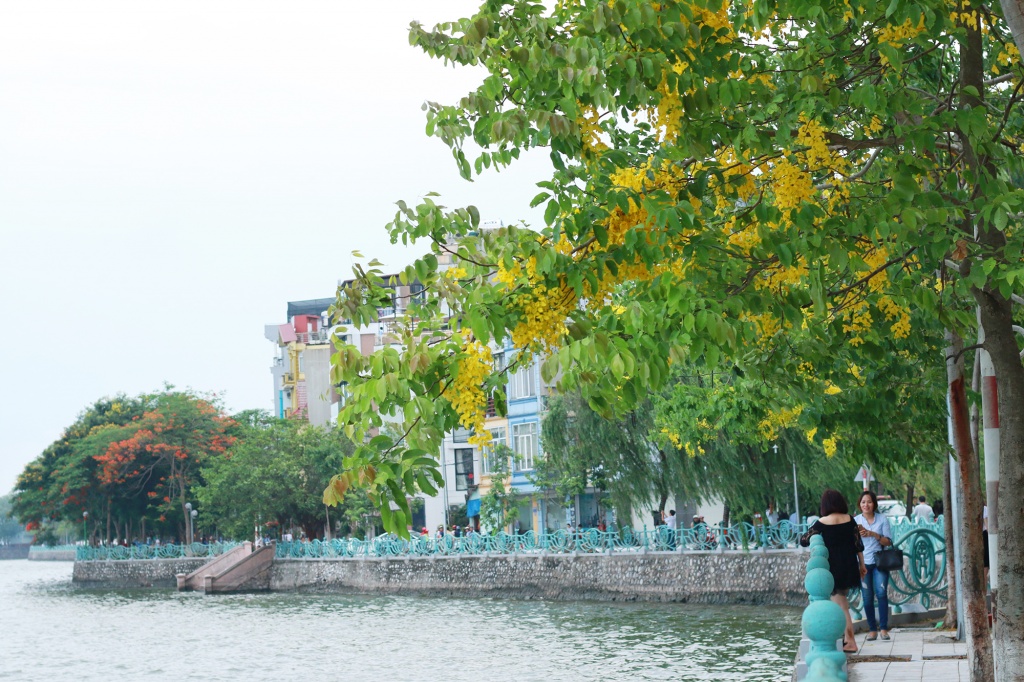 ngan ngo mua muong hoang yen nhuom vang ha noi