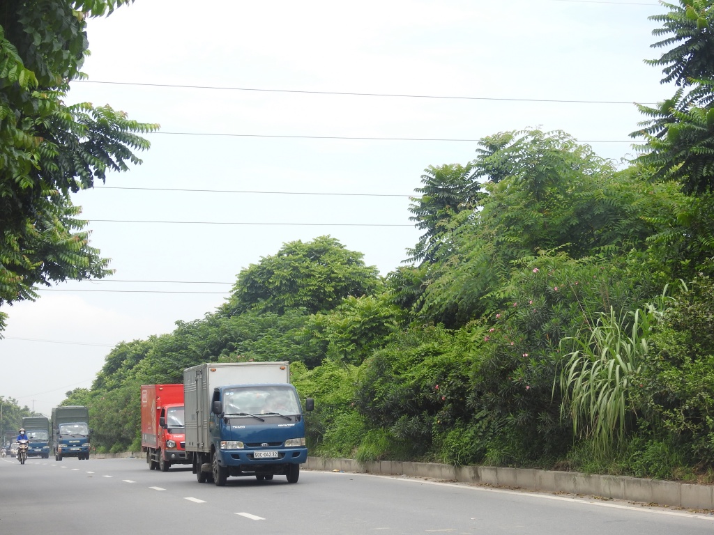 cay tu than tot um tum gianh giat long duong tren dai lo thang long