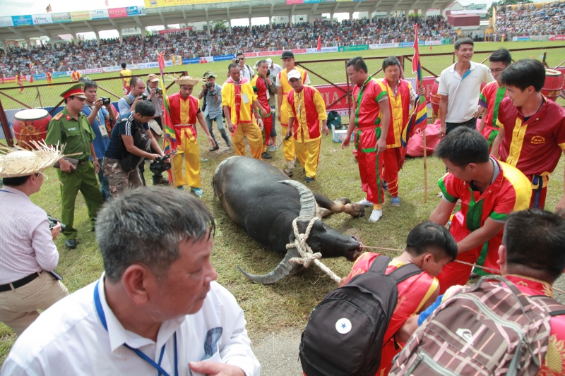 nhung tran thi dau nghet tho ong trau chet ngay tren san