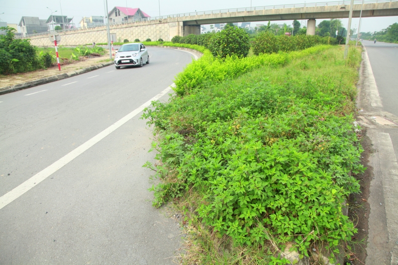 co moc um tum tren duong pho ha noi