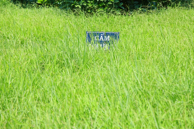co moc um tum tren duong pho ha noi