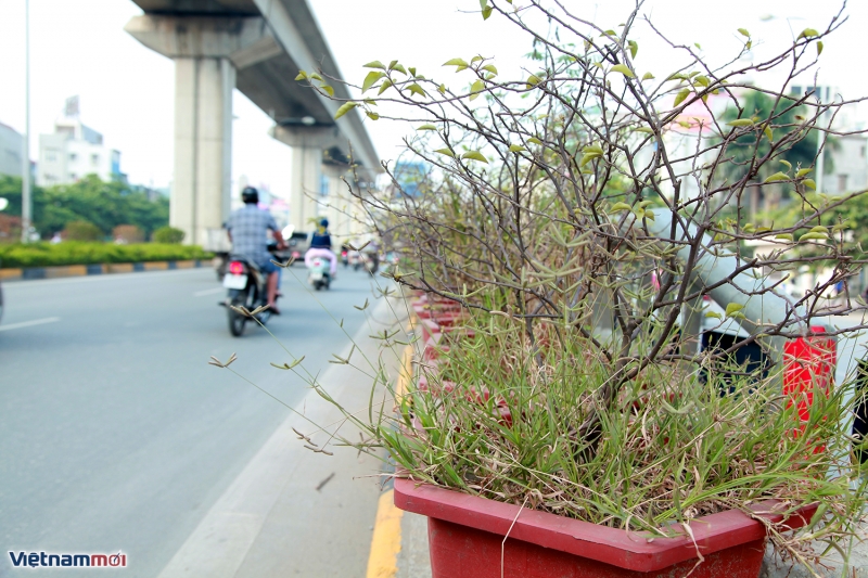 cay canh chet kho trong 2 ham chui hien dai nhat thu do tin cho anh viet duyet