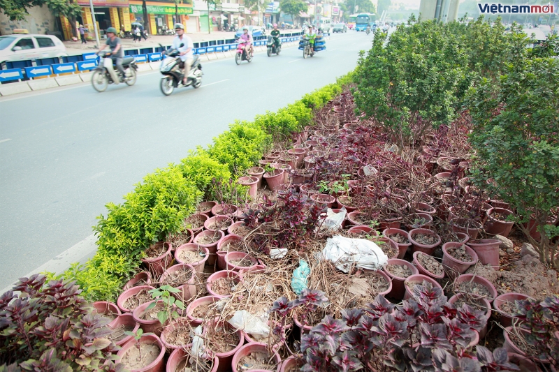 cay canh chet kho trong 2 ham chui hien dai nhat thu do tin cho anh viet duyet
