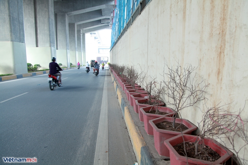 cay canh chet kho trong 2 ham chui hien dai nhat thu do tin cho anh viet duyet