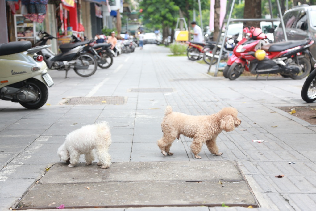 bao gio ha noi tien hanh bat cho tha rong
