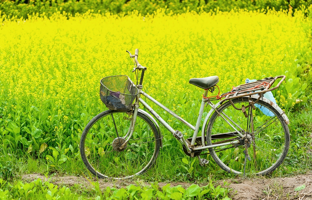 canh dong cai vang ruc ro ven song hong