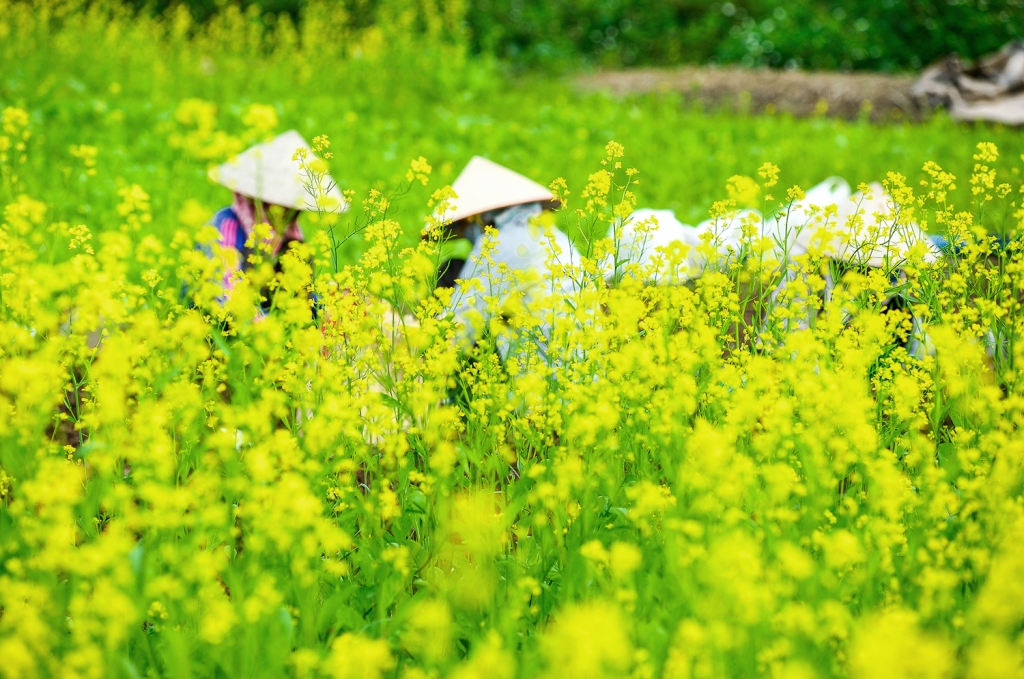 canh dong cai vang ruc ro ven song hong