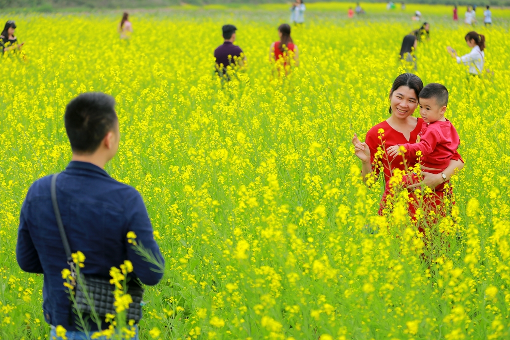 canh dong cai vang ruc ro ven song hong
