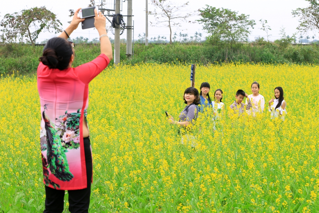 canh dong cai vang ruc ro ven song hong