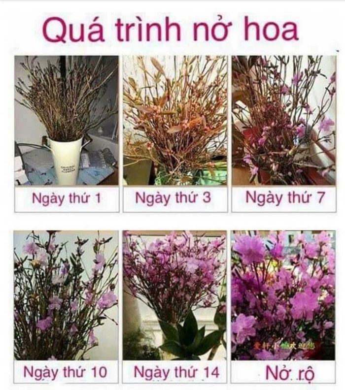 chuyen gia noi gi ve hoa do quyen ngu dong chua doc to gay hai suc khoe