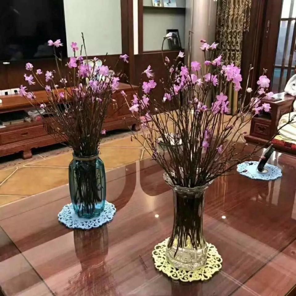 chuyen gia noi gi ve hoa do quyen ngu dong chua doc to gay hai suc khoe