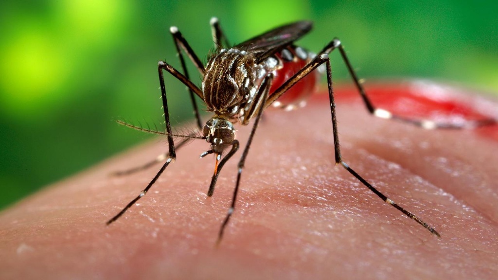nhung cach nhan biet va phong ngua benh do nhiem virus zika