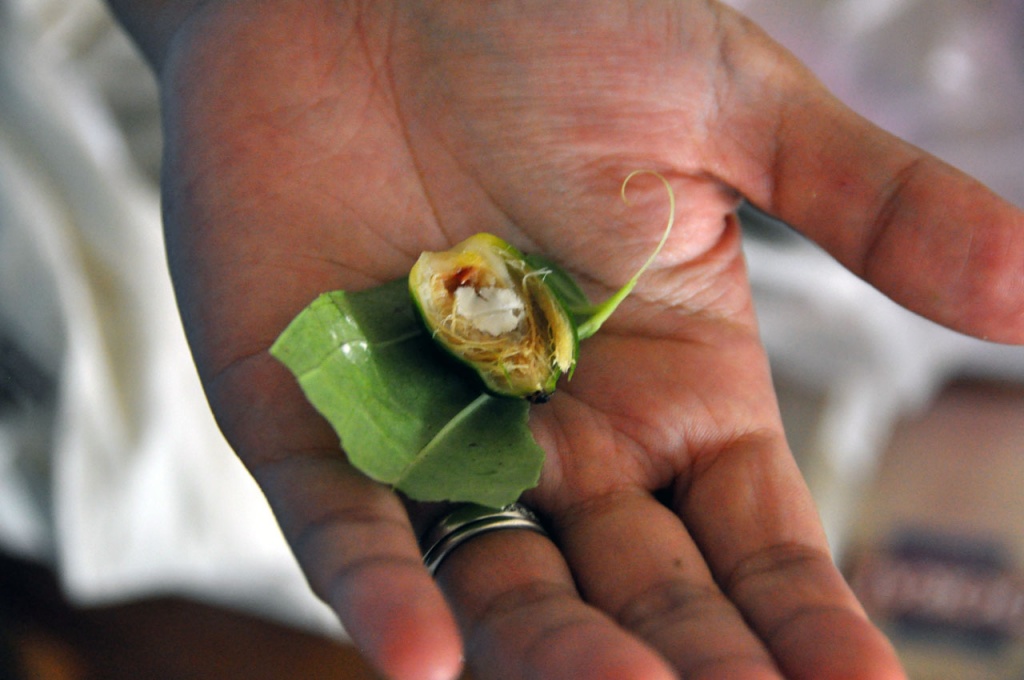 an trau co the gay ung thu mieng